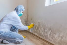 Best Biohazard Mold Removal  in Wesley Chapel, FL