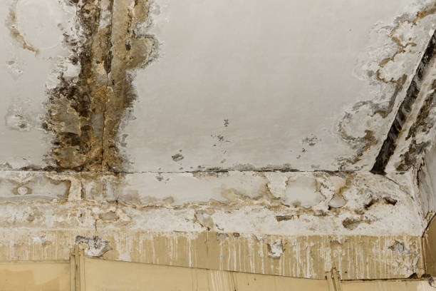 Best Environmental Consulting for Mold Prevention  in Wesley Chapel, FL