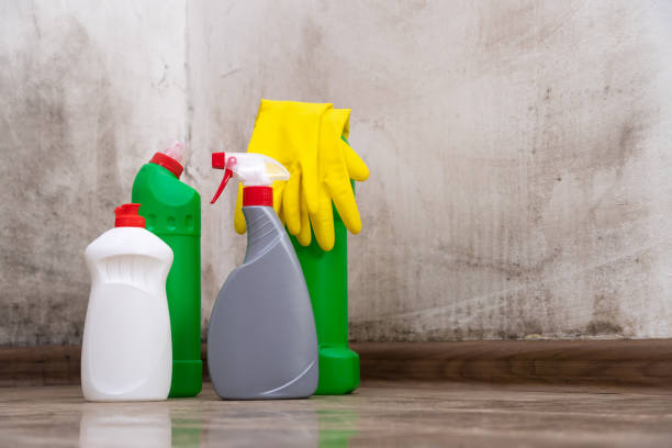 Why You Should Choose Our Mold Remediation Services in Wesley Chapel, FL